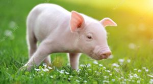 depositphotos_45459971-stock-photo-young-pig-on-a-green